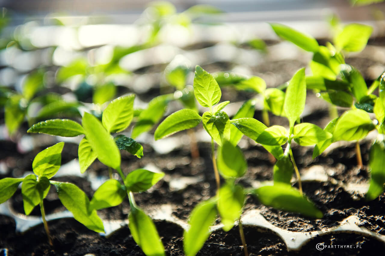 domowa rozsada chili