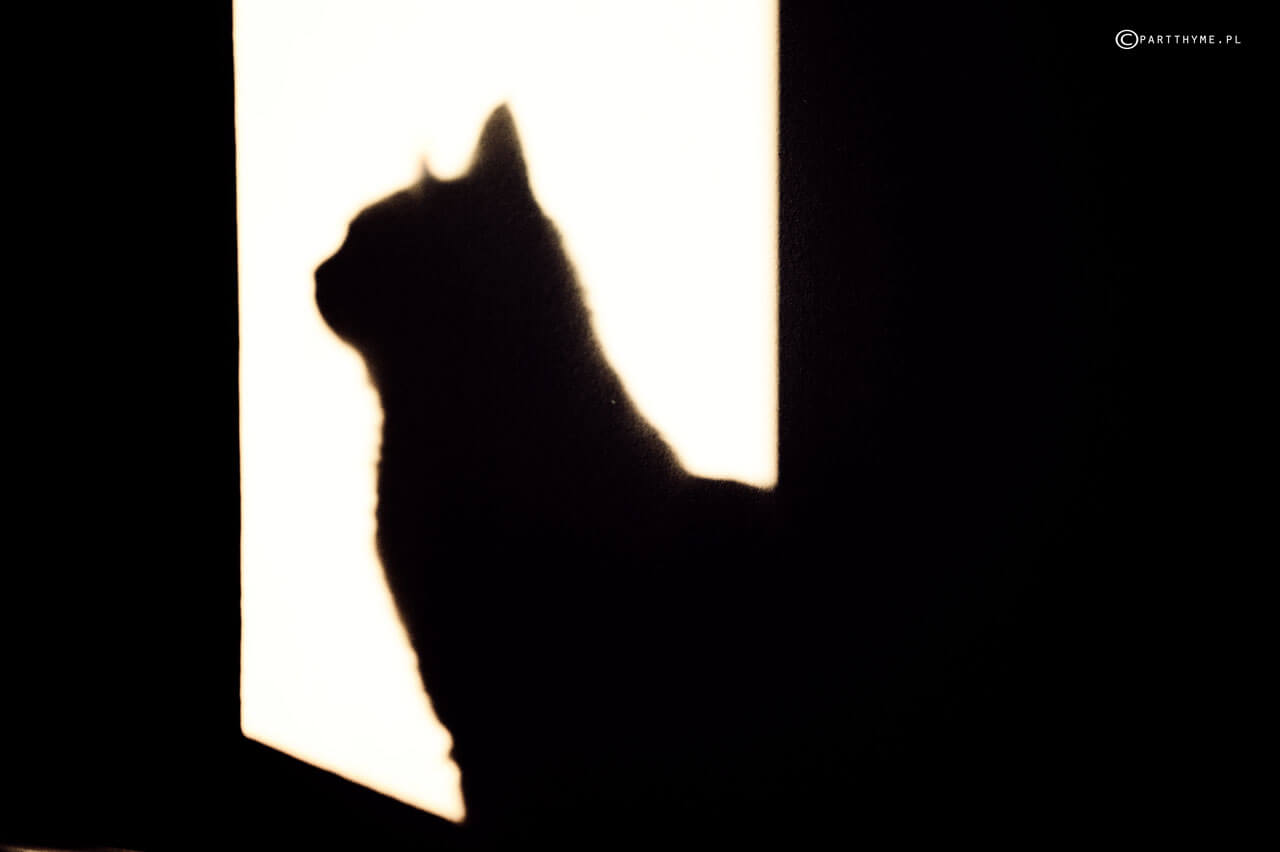 kot ze wsi do miasta