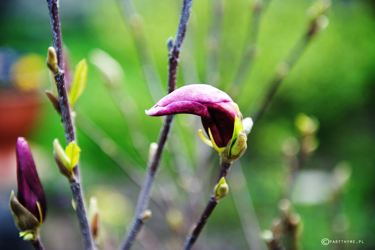 magnolia