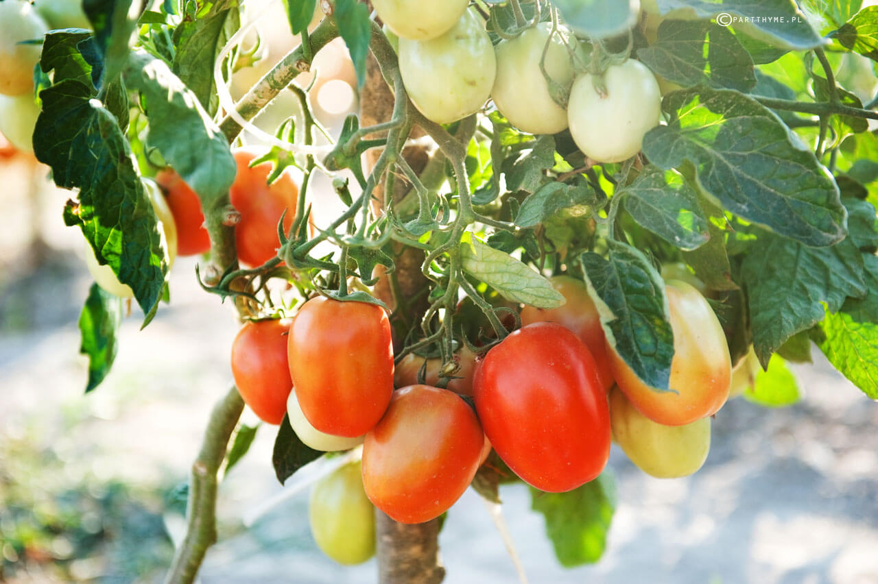 pomidory w gruncie