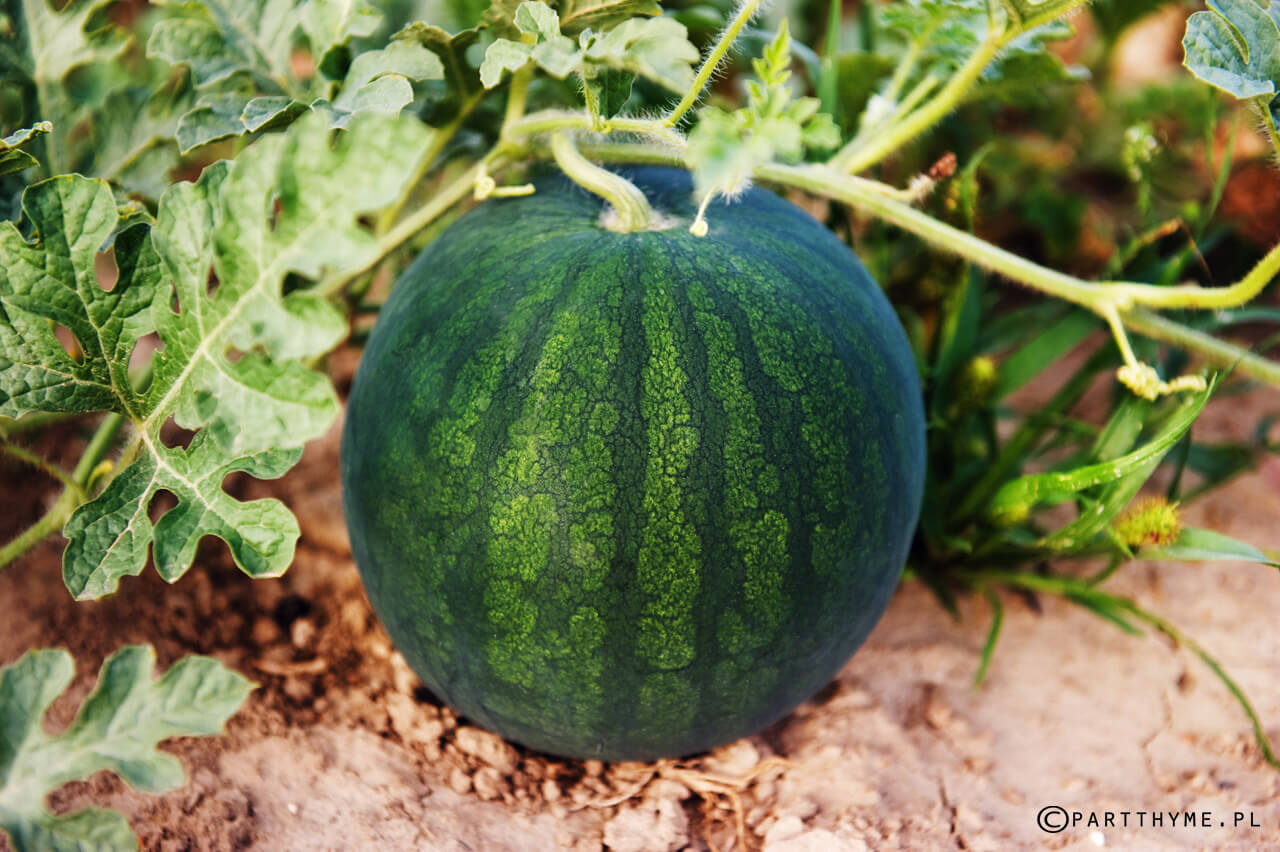 uprawa arbuzów w Polsce