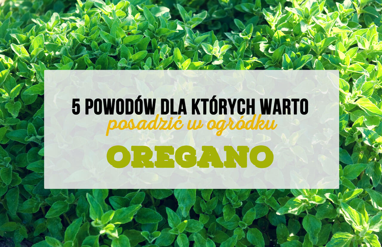 oregano w ogrodzie