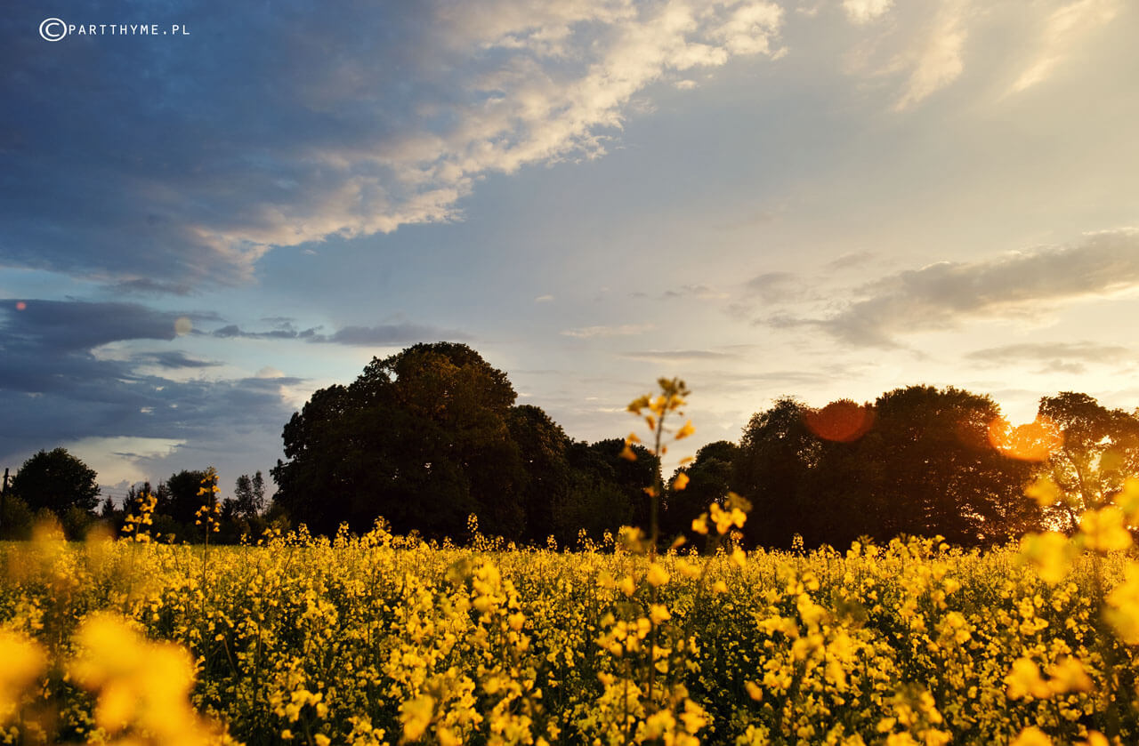 rzepakowe pole