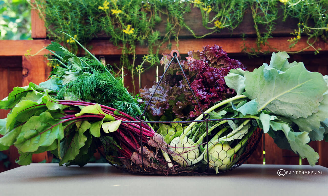 czerwiec warzywa sezonowe