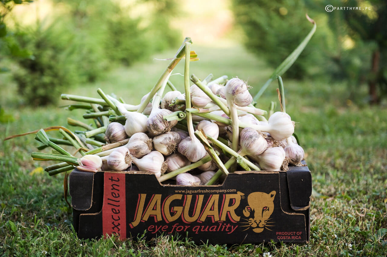 kiedy kopać czosnek