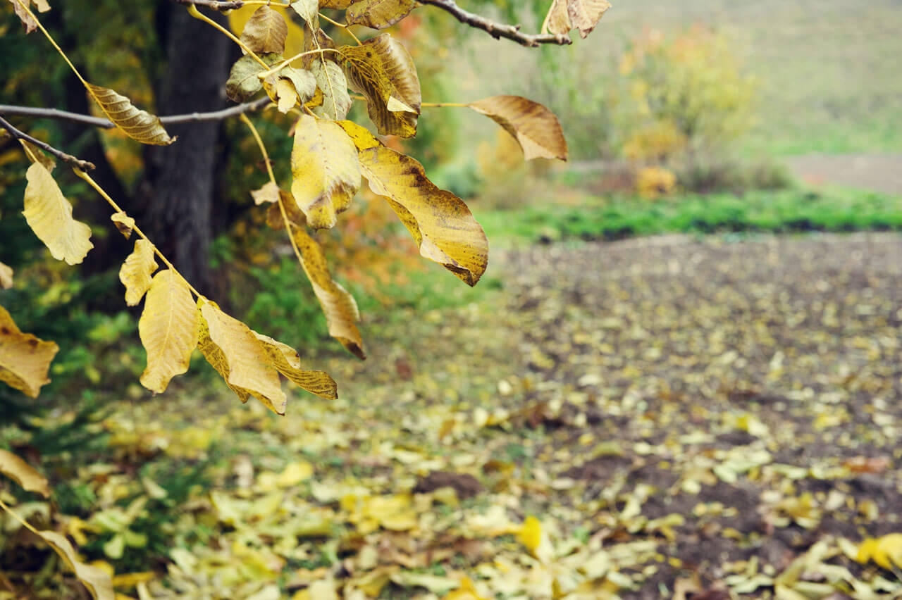 jesień prace w ogrodzie