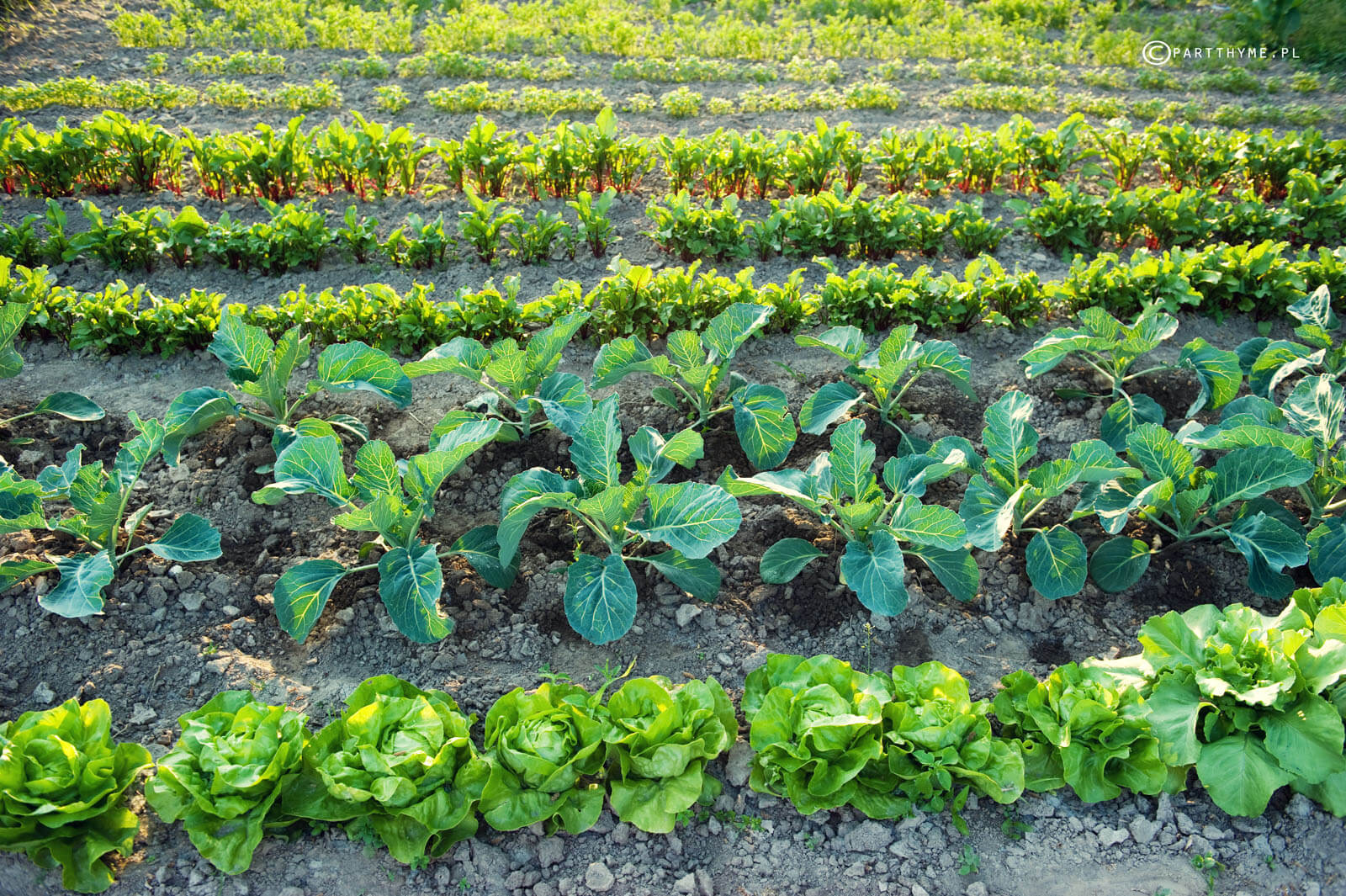 planowanie ogródka warzywnego
