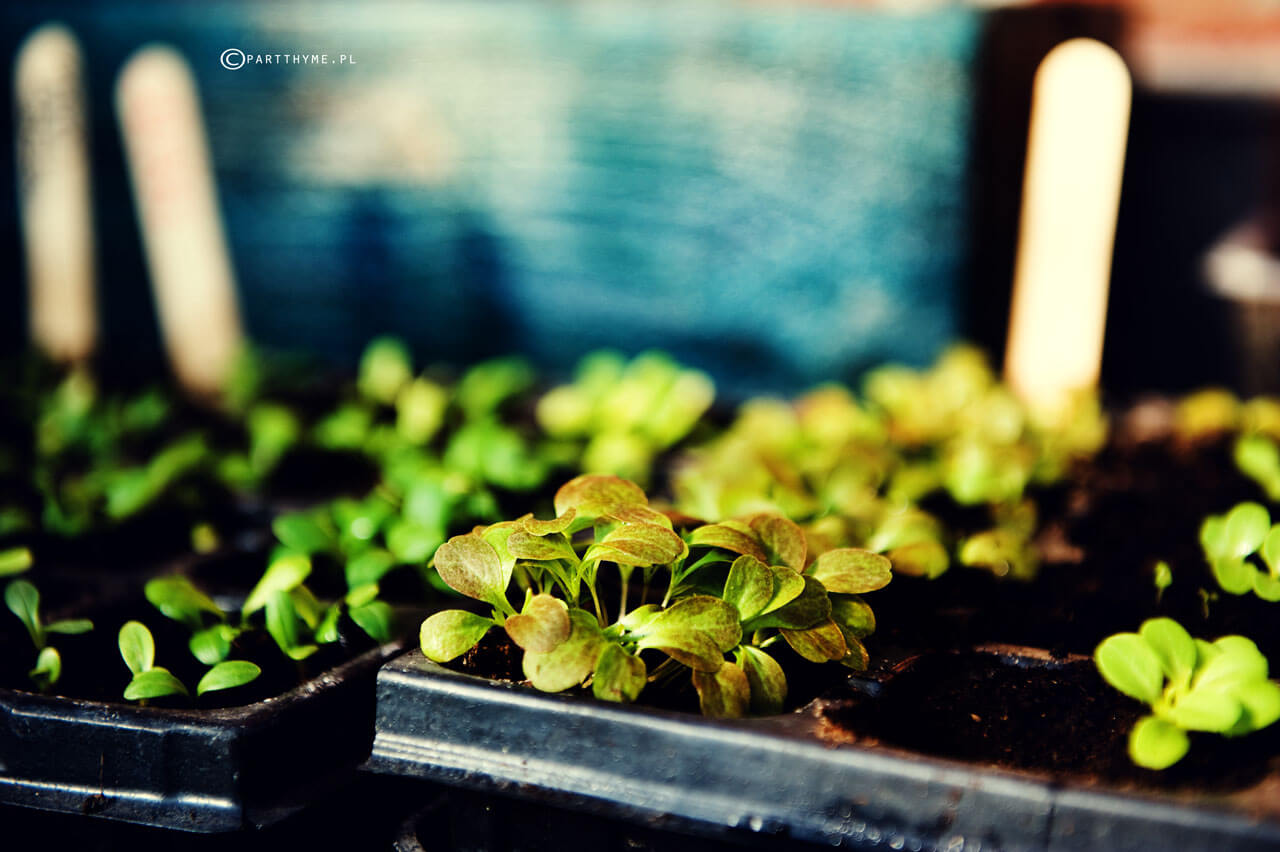 kwiecień w ogródku