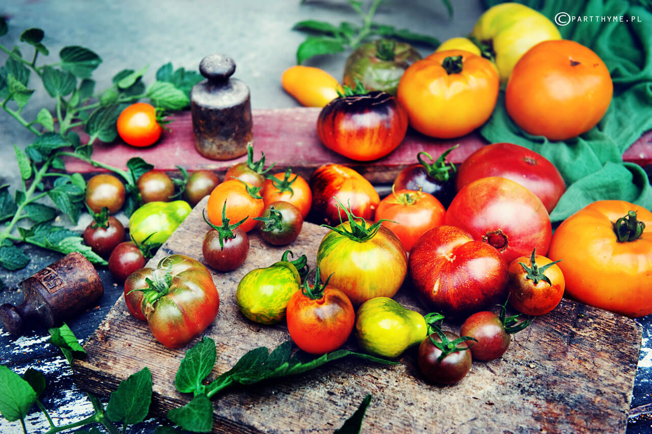 pomidory w ogródku