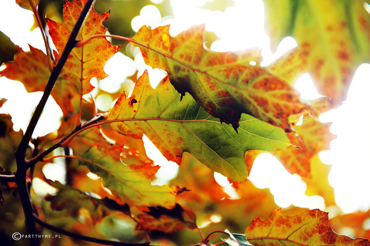 październik w ogrodzie