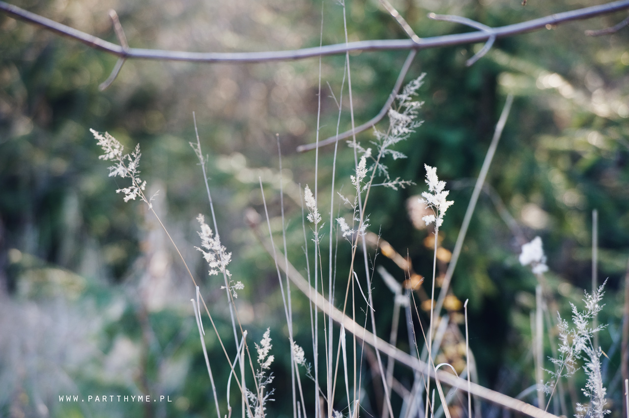 ogród w czasach zarazy