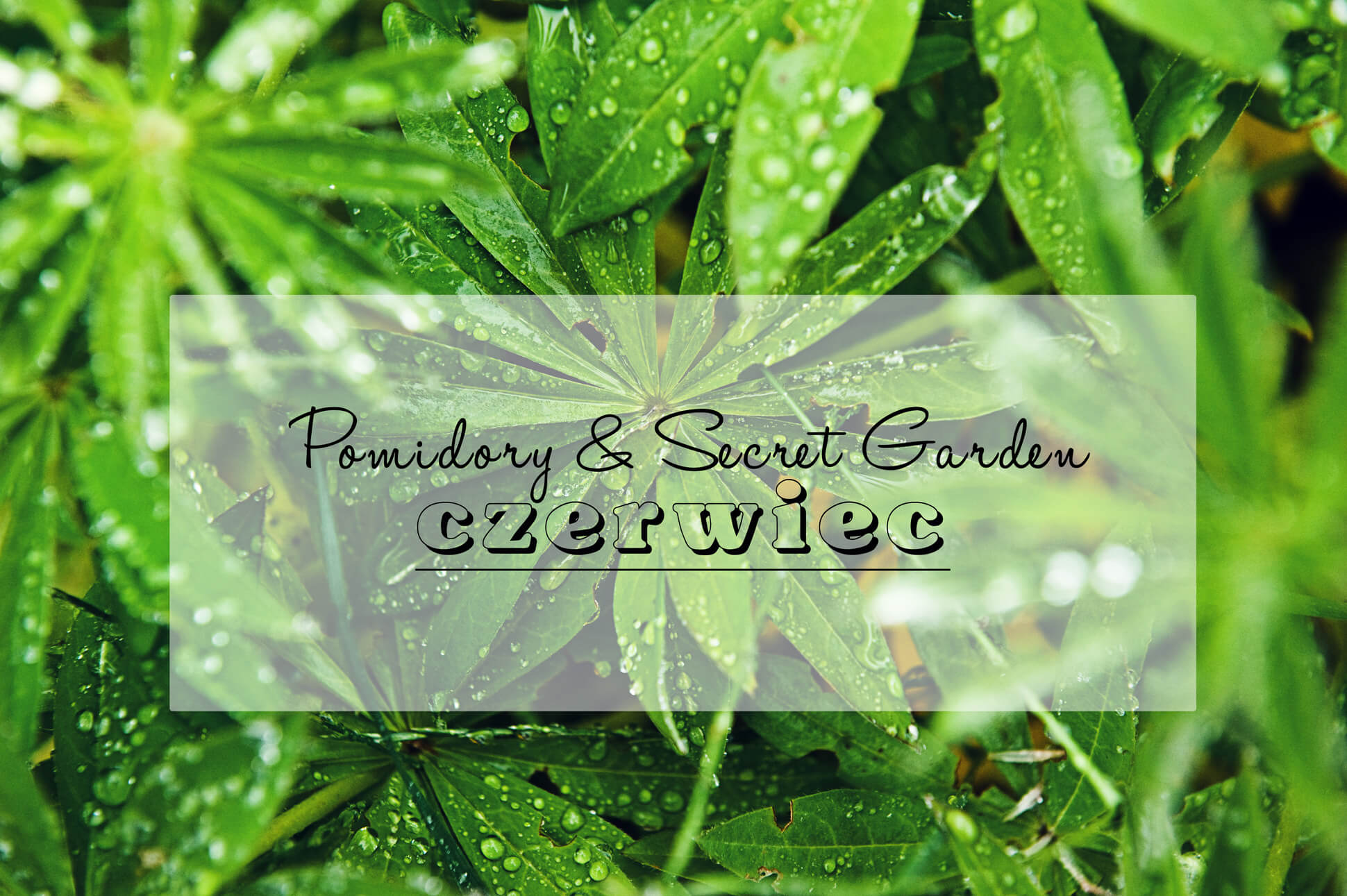 ogród pomidory
