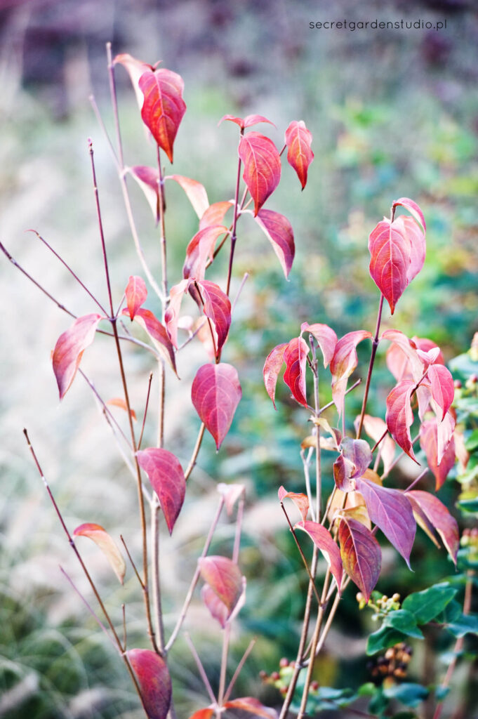 dereń Alba Sibirica