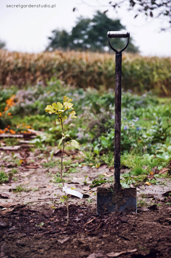 miłorząb dwuklapowy