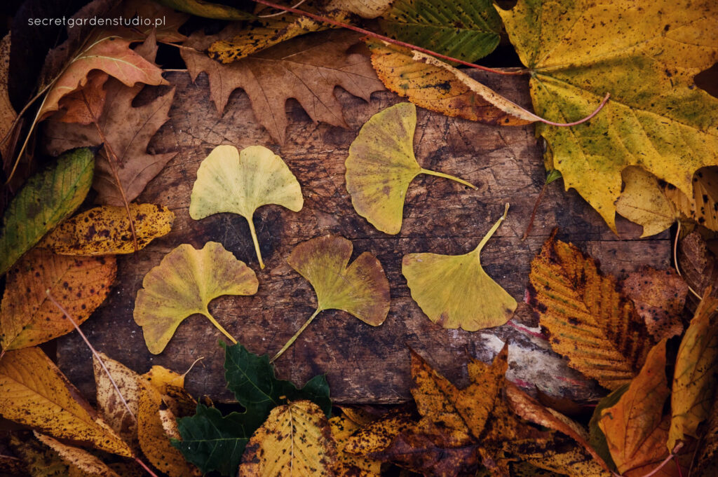 miłorząb japoński