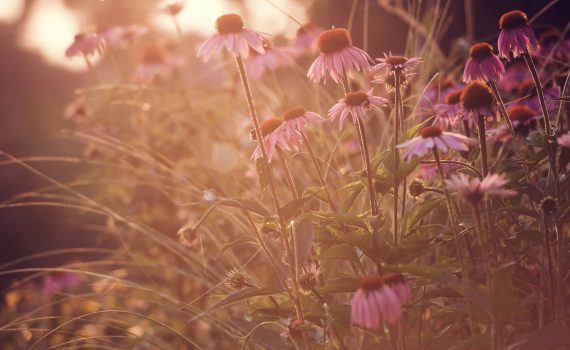 jeżówki w ogrodzie