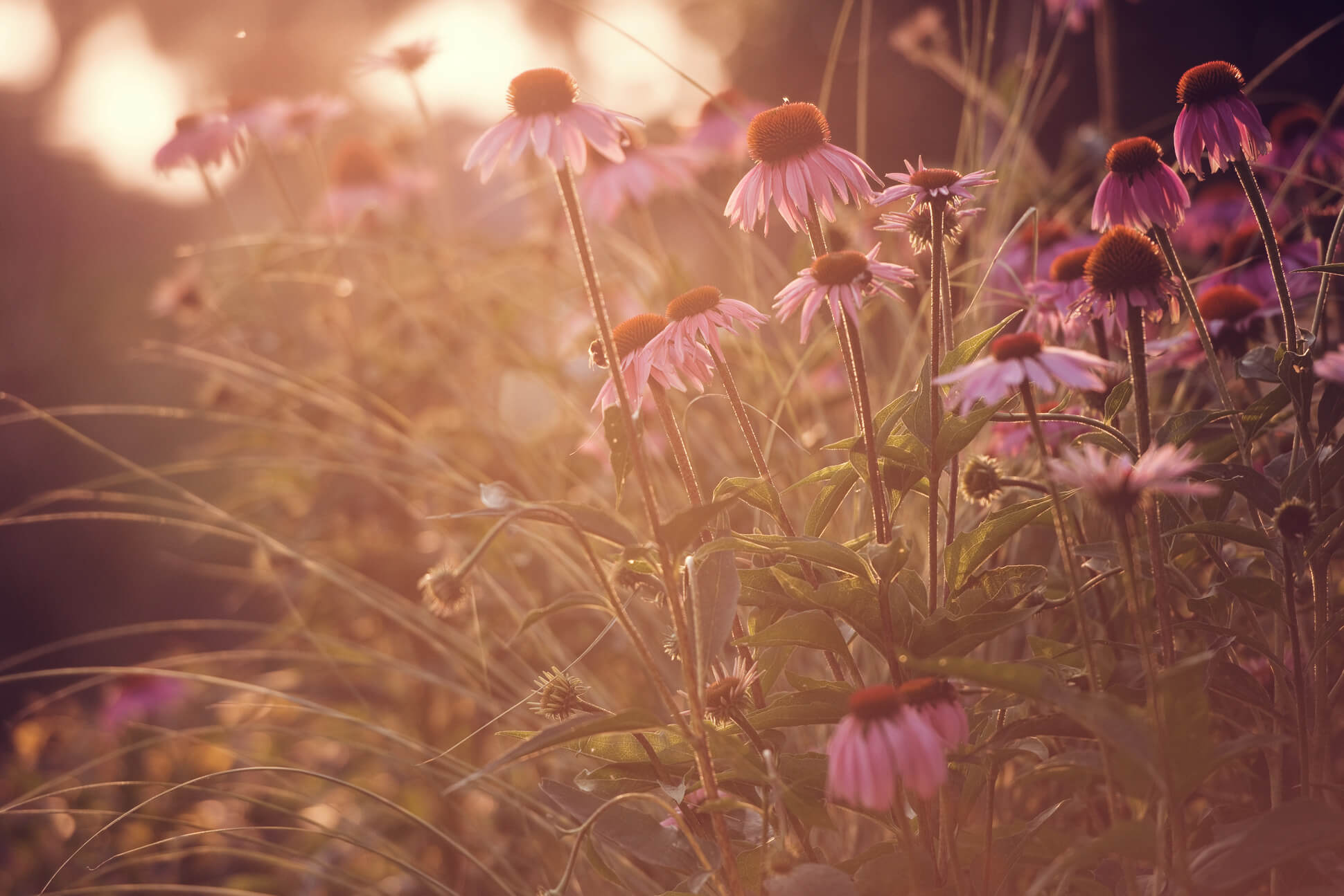 jeżówki w ogrodzie